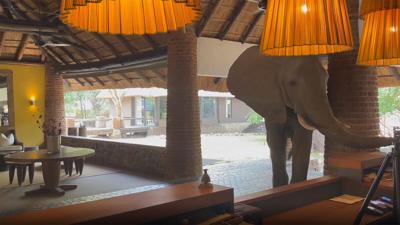 elephant in hotel 1-9-22 fox.jpg