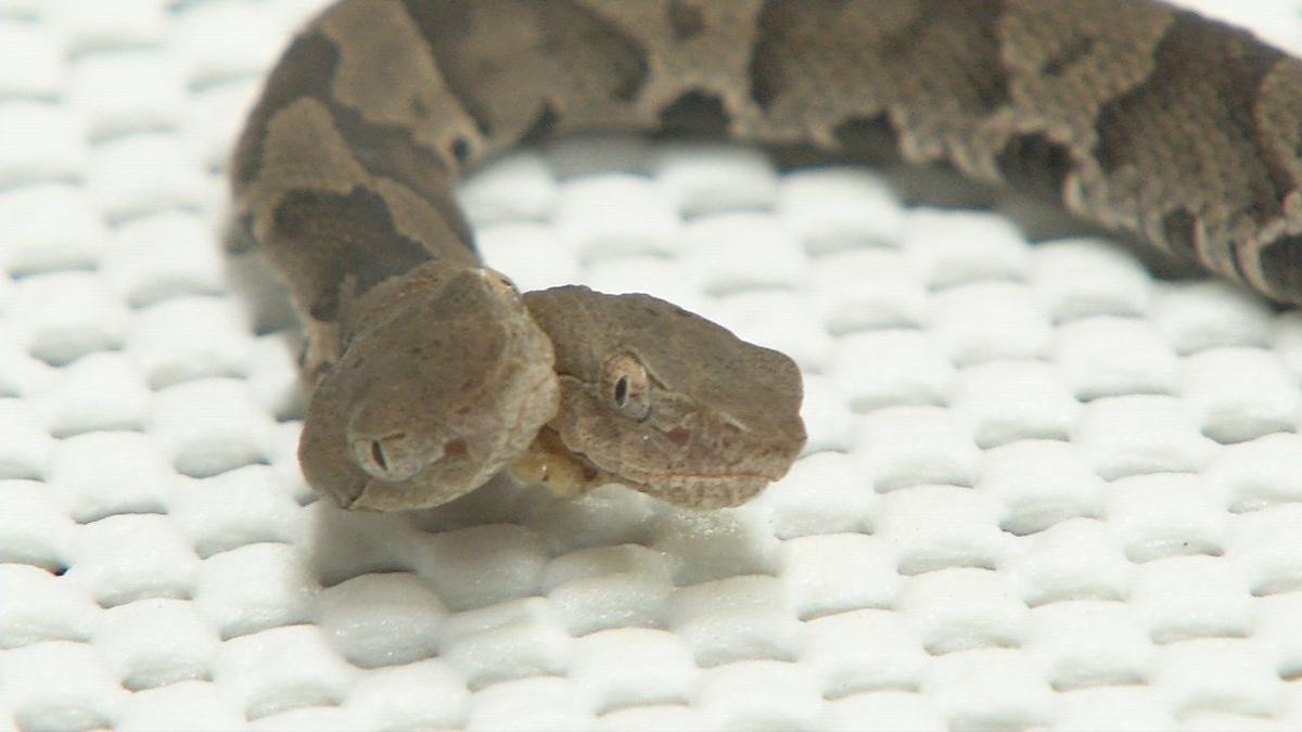 Images Rare 2 Headed Copperhead Snake On Display At Wildlife Center In Frankfort News Wdrb Com Images Rare 2 Headed Copperhead Snake On Display At Wildlife Center In Frankfort News Wdrb Com
