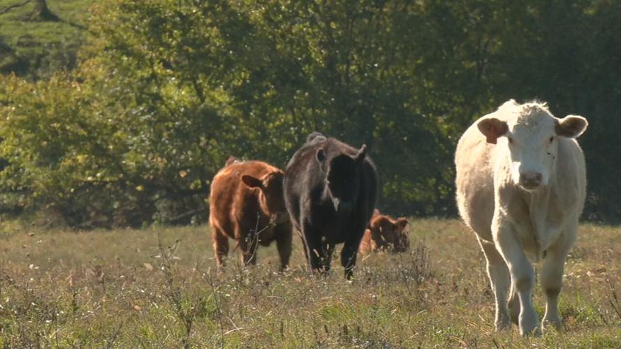 Kentucky cows - cattle farm