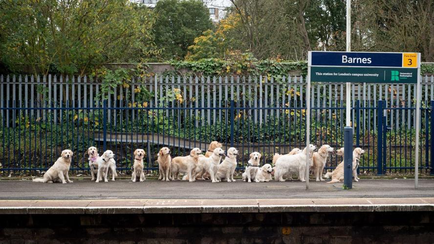 Golden Retrievers Waiting for Train