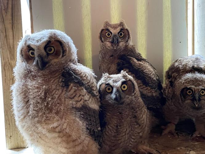 Raptor Rehabilitation