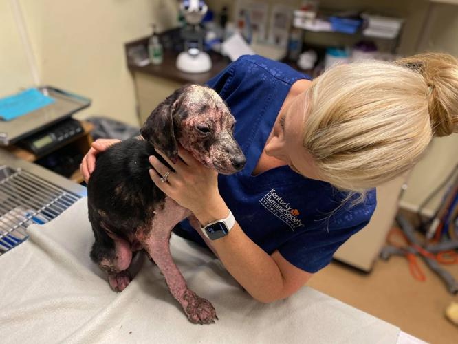Malnourished puppy left at the Kentucky Humane Society on Friday, Sept. 17, 2021