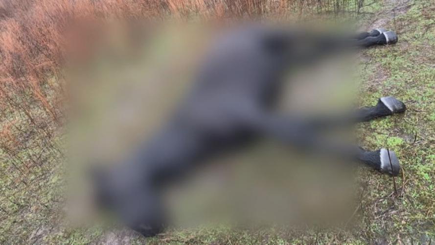 Horse Killed by Gunfire