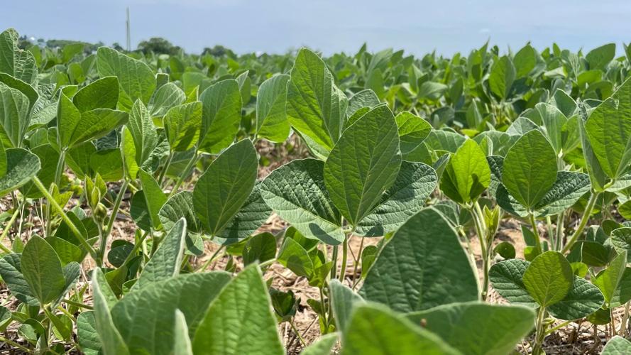 Lawson Farms soybean plants.jpg