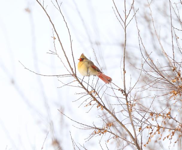 Cardinal bird sits on tree.JPG