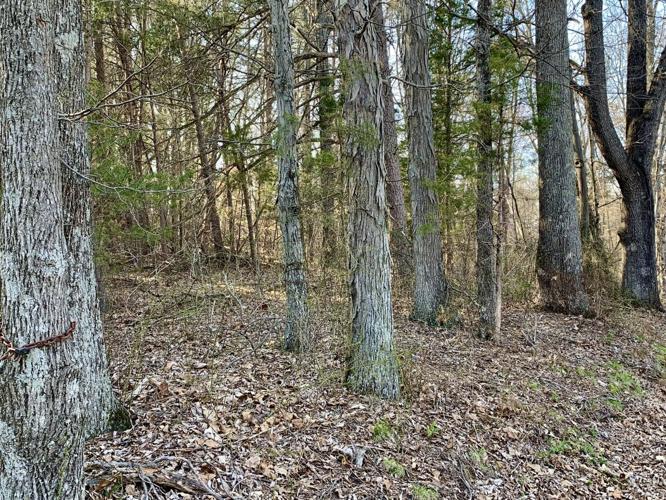Washington County, Indiana woods where child's body was found