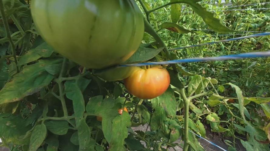 Generic fresh produce