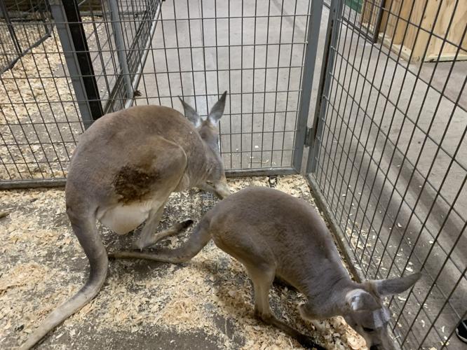 Wilstem Wildlife Park (66).JPG