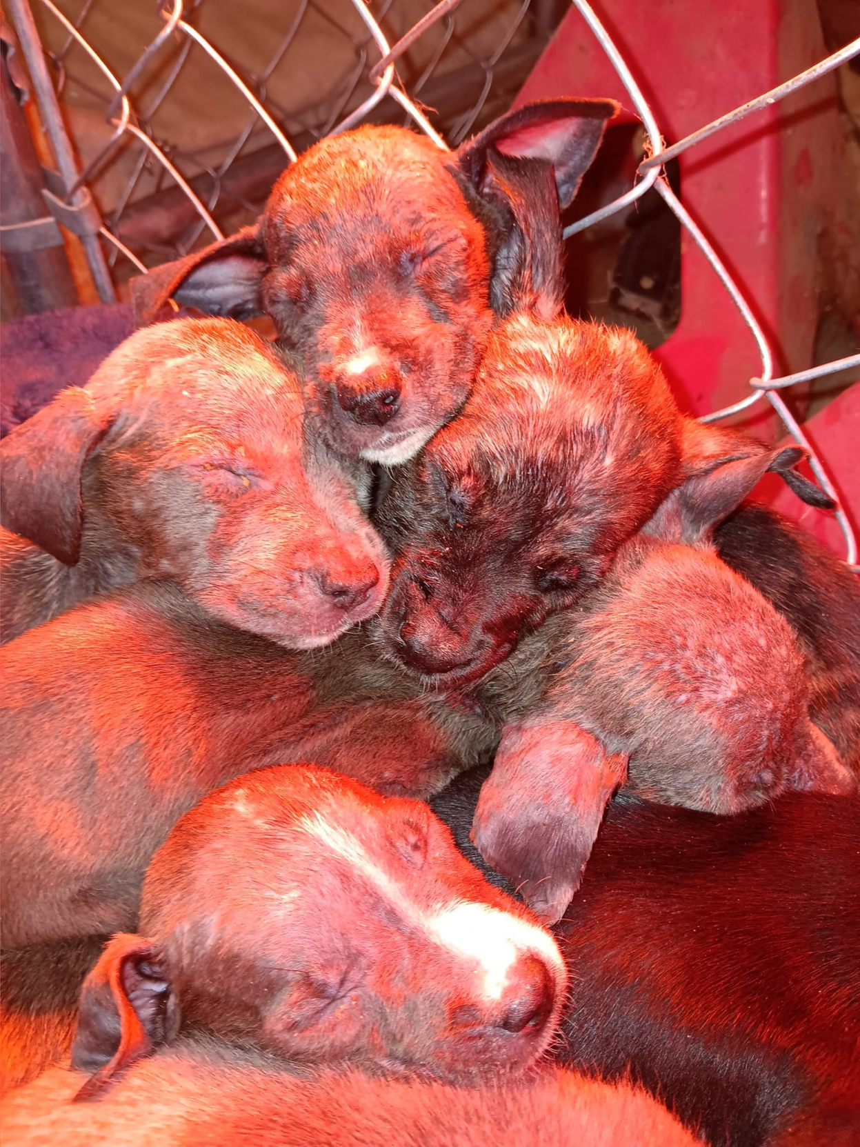 Trimble County puppies