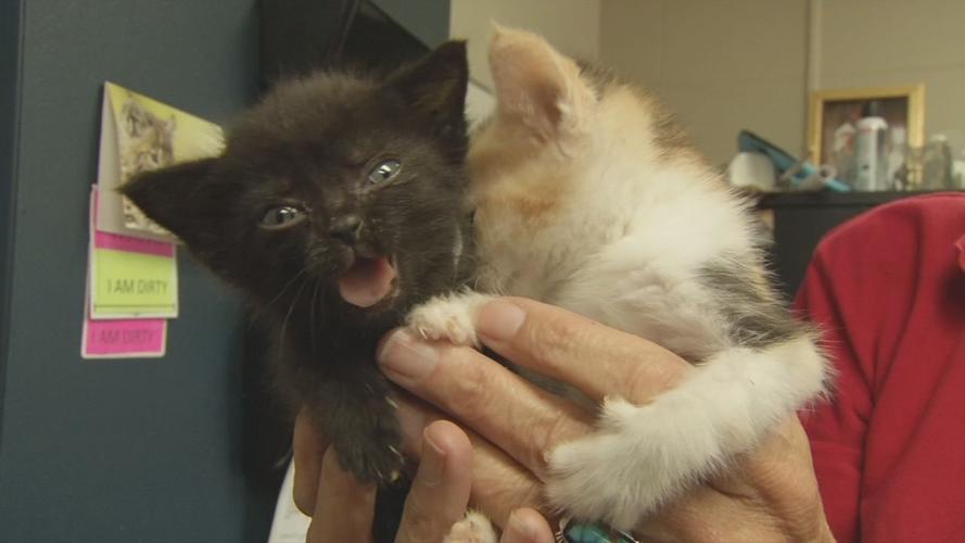 Cute kittens held by LMAS worker