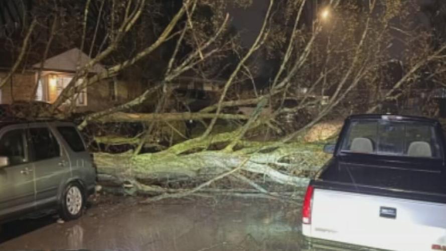 Downed tree in southern Indiana