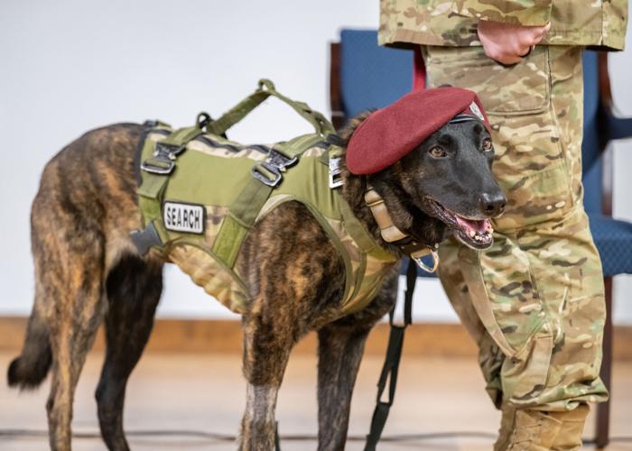 K9 Callie, only search-and-rescue dog in DOD, retires from Kentucky Air Guard
