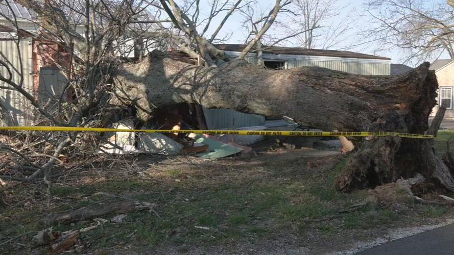 JEFFERSON CO 9 YEAR OLD TREE DEATH (1).jpeg