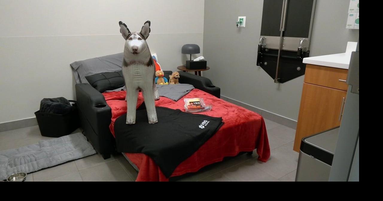 St. Matthews gets new 24/7 pet ER where owners can stay with pets