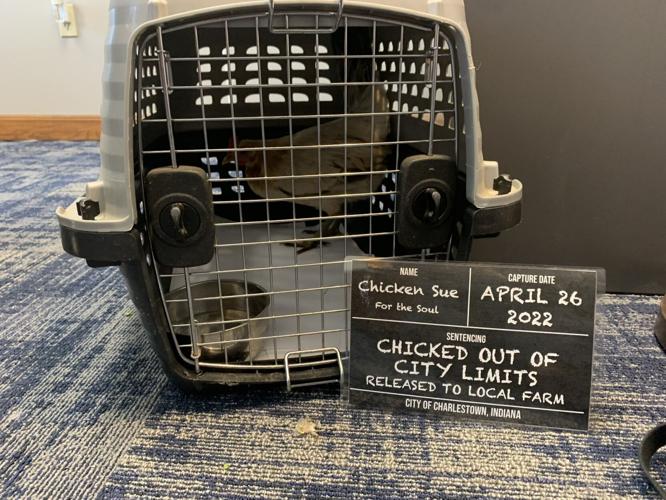 Chicken recovered in Charlestown, Indiana in April 2022
