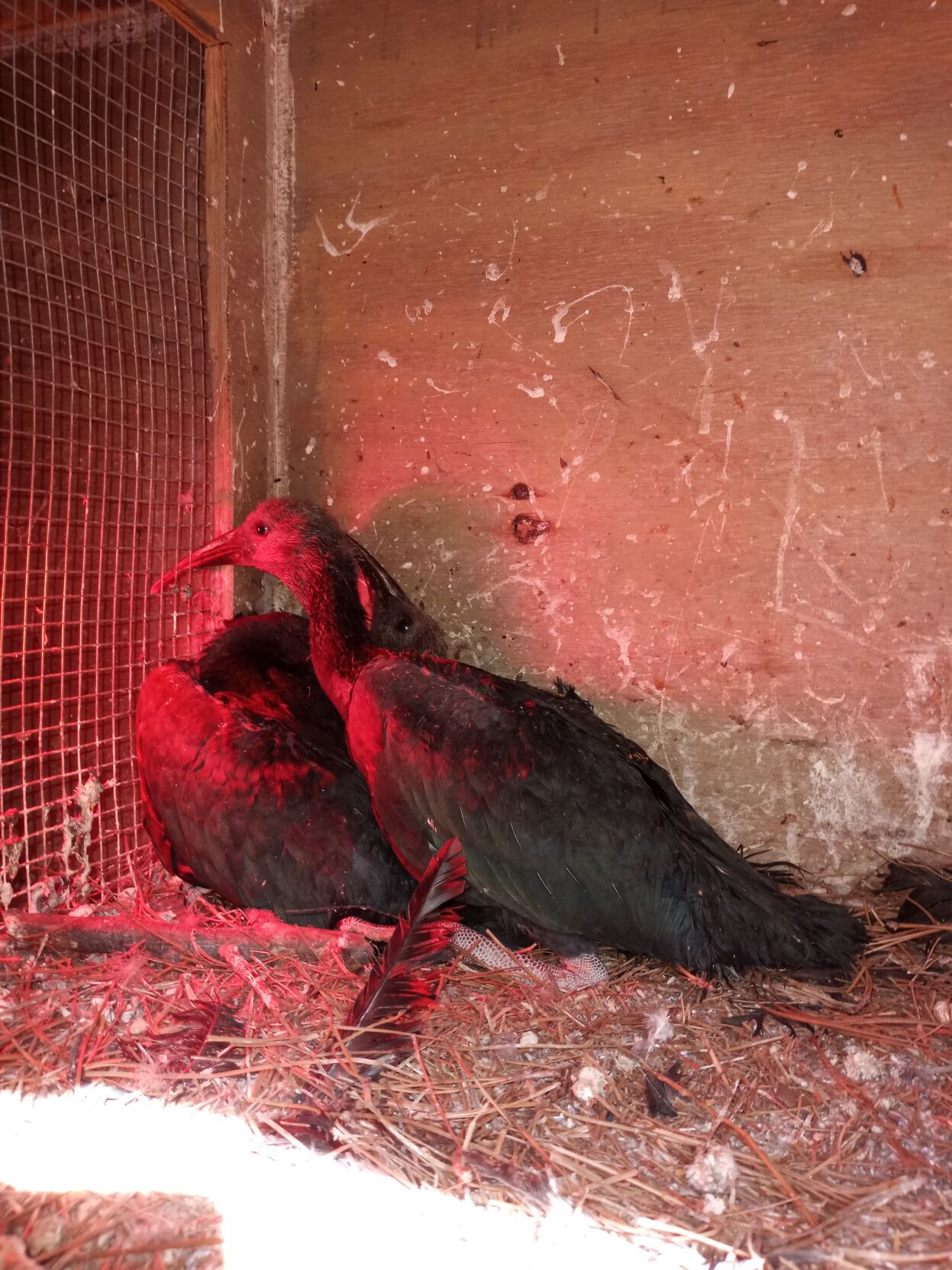 2022-03-27_Waldrapp Ibis Chicks_James McKinney_01.jpg
