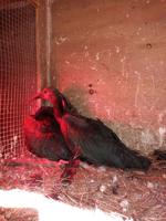 2022-03-27_Waldrapp Ibis Chicks_James McKinney_01.jpg