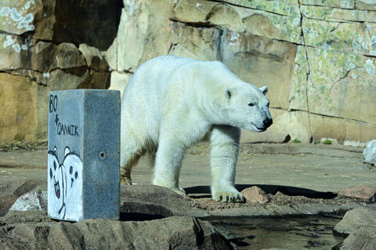 Polar bears at Louisville zoo celebrate Valentine's Day - 2.14.25