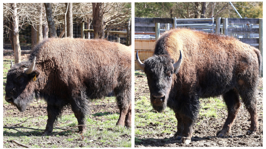 Bison for auction from Big Bone Lick State Historic Site