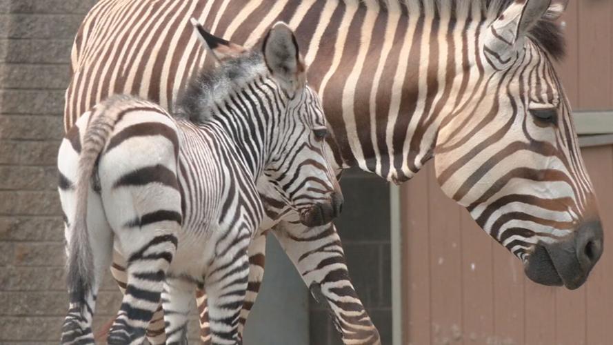 Zebra born at Louisville Zoo