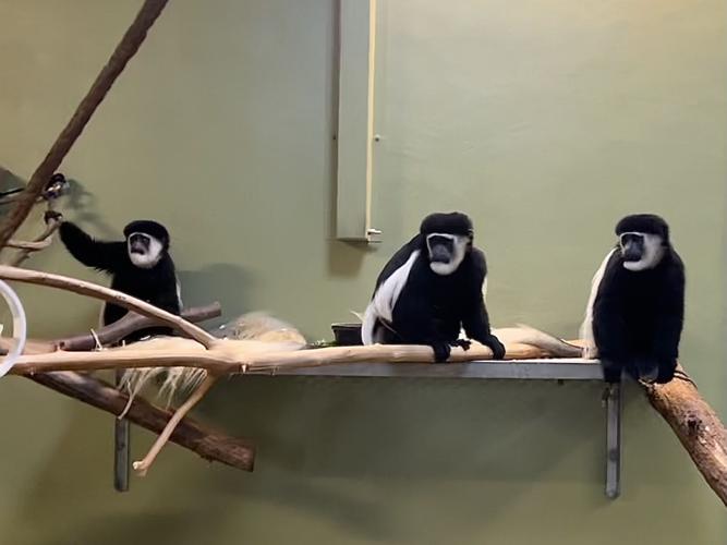 3 female colobus monkeys