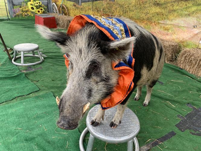 Wilstem Wildlife Park