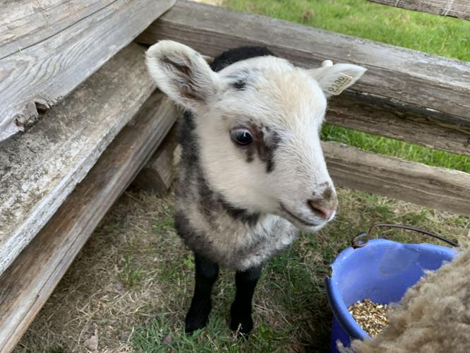 Gardeners' Fair (20).JPG