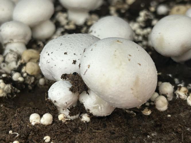 horse manure to mushroom farm 4