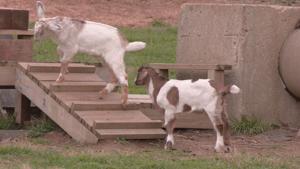Blackacre Conservancy to expand Louisville nature preserve with 32-acre purchase