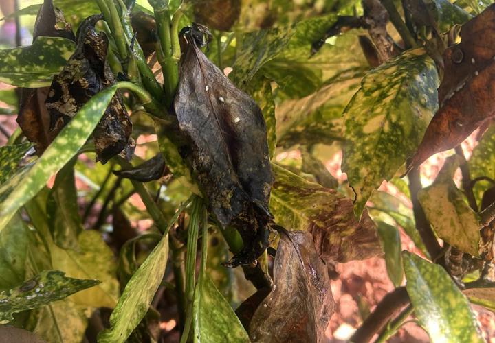 Gil's dying plant