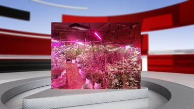 Marijuana plants in Meade County.jpg