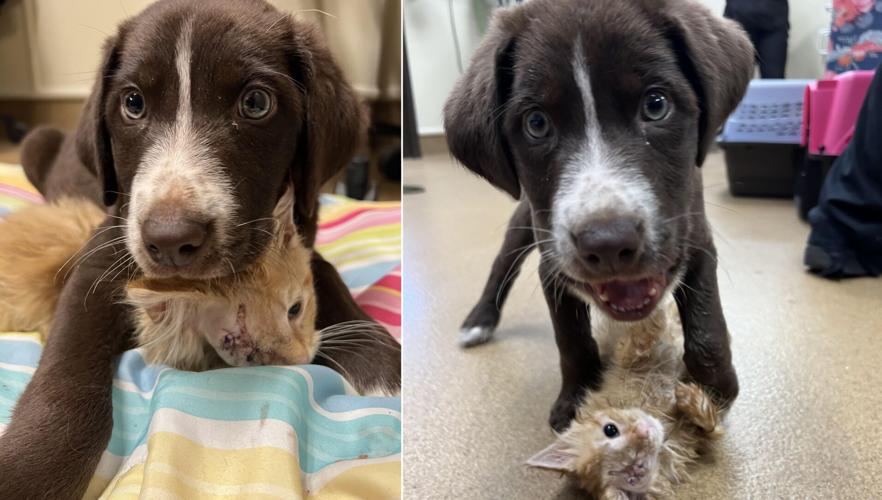 Quill and Fritter edit.jpg