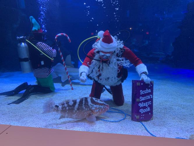 SCUBA SANTA - NEWPORT AQUARIUM - KK - 12-17-2020  (1).JPG