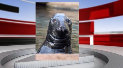 Boone the Seal .png