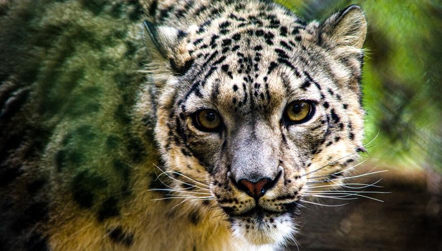 NeeCee, a snow leopard at The Louisville Zoo