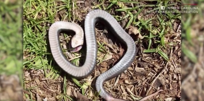 Eastern Hognose Snake plays dead