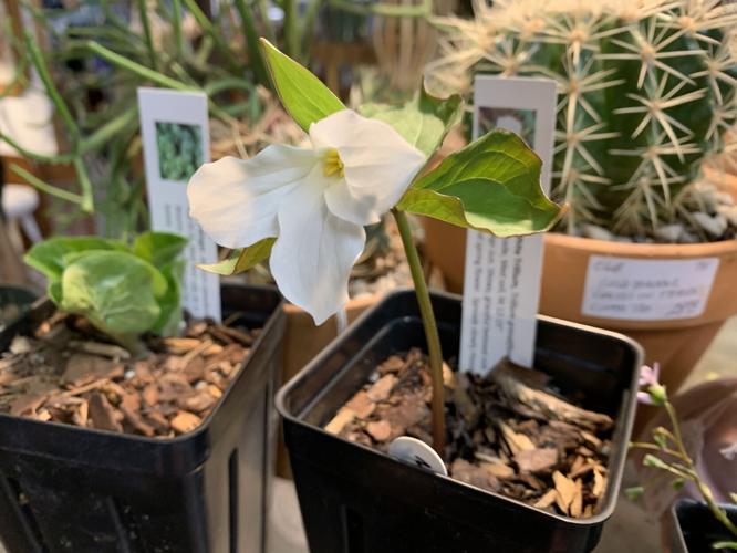 flowers at the 2nd annual Garden Show in Paristown