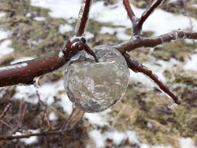 GHOST APPLES - MICHIGAN ORCHARD - COURTESY ANDREW SIETSEMA 2.jpg
