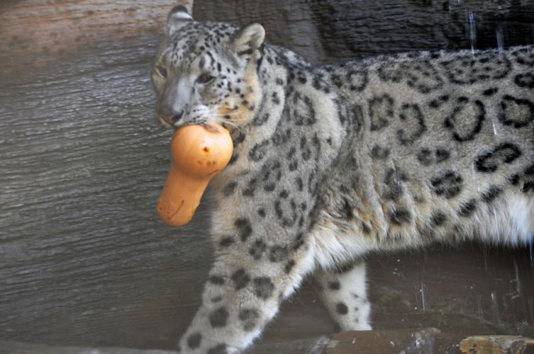 Kimti, the Louisville Zoo's snow leopard