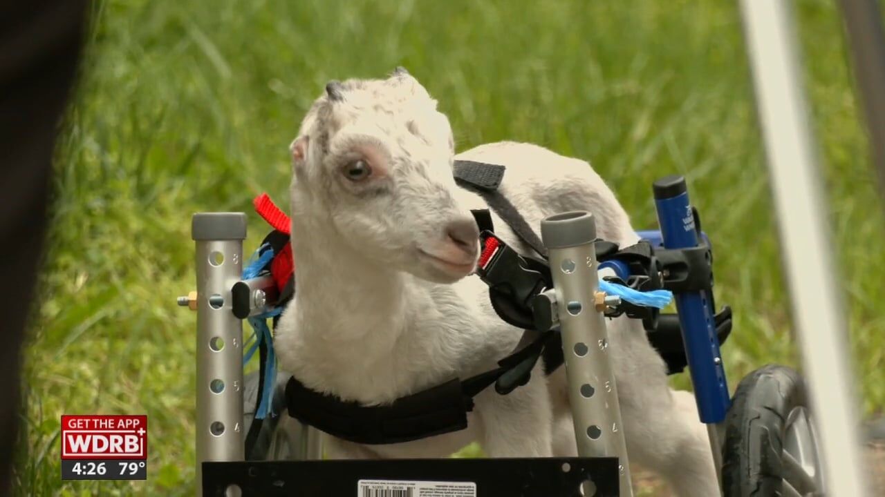 Special needs goat arrives in Louisville for a new life at local