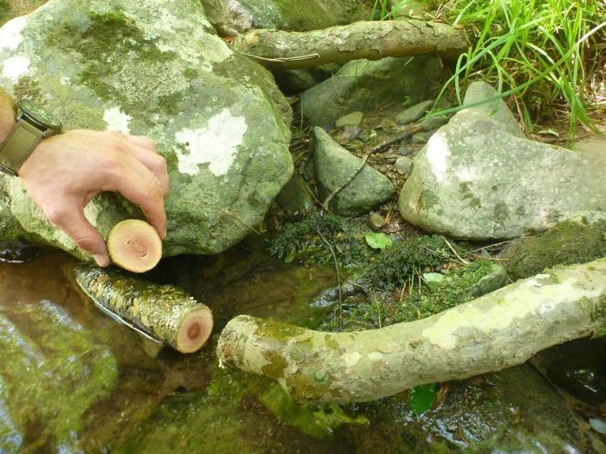 wx122624RootCookie_P1060516.jfif