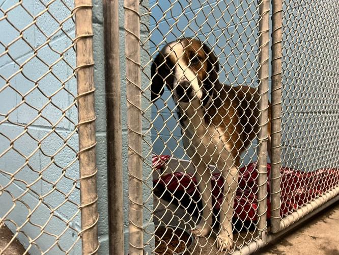 Kentucky shelter working to locate pet owners post-tornado | News 