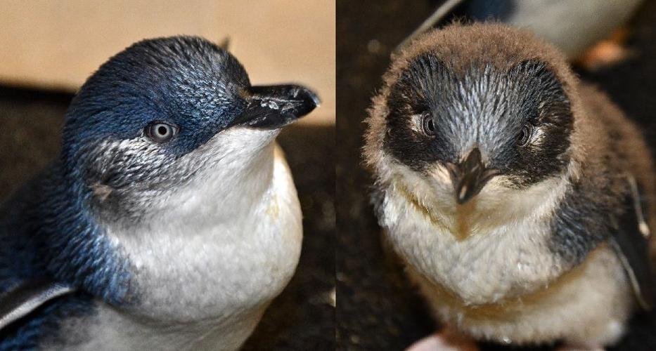 LOUISVILLE ZOO - PENGUIN CHICKS 4-1-19.jpg
