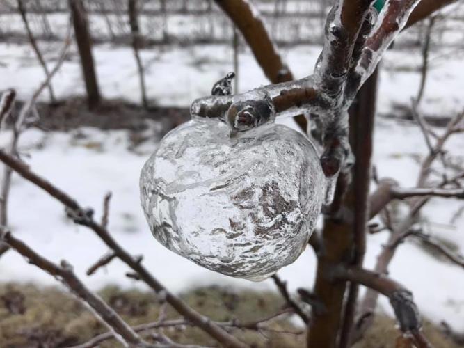 GHOST APPLES - MICHIGAN ORCHARD - COURTESY ANDREW SIETSEMA.jpg