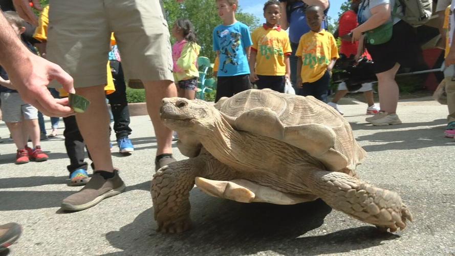 Zoo turtle migration (8).jpeg