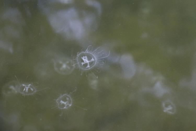 Freshwater jellyfish