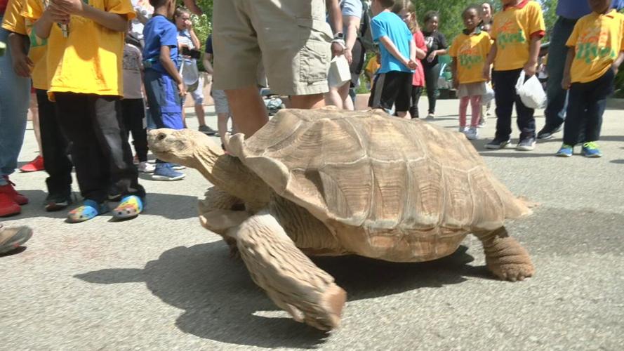 Zoo turtle migration (7).jpeg