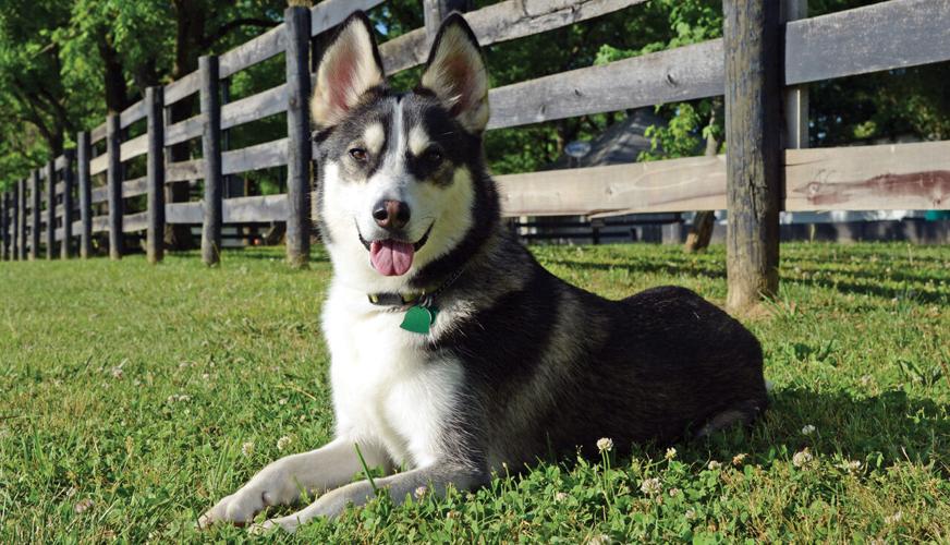 Thor, a 2020 Early Times 'All-American Dog'