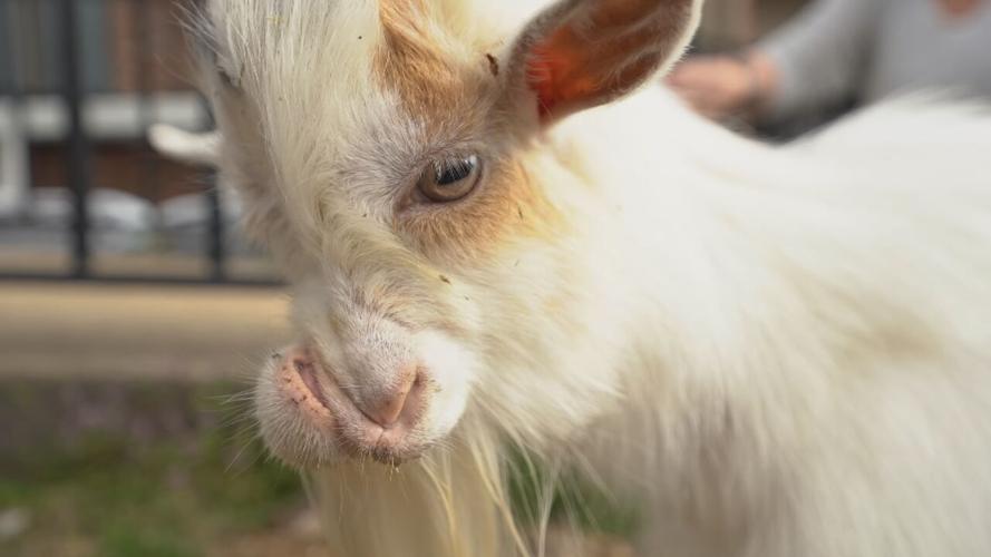 Ollie the one-eyed goat at Louisville's Tribe Animal Sanctuary