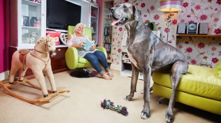 tallest dog record fox news.JPG